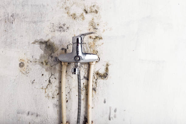 Best Bathroom Mold Remediation in St Jaco, IL