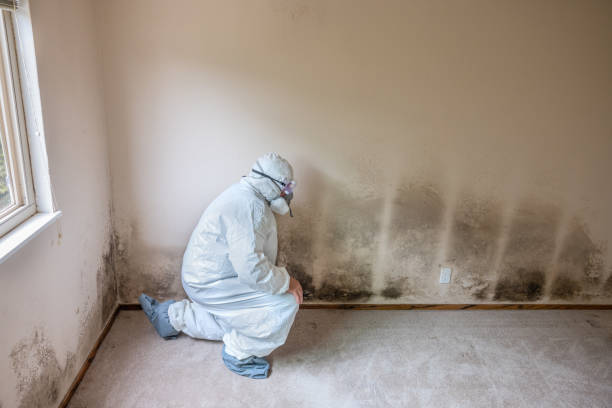Best Attic Mold Remediation in St Jaco, IL